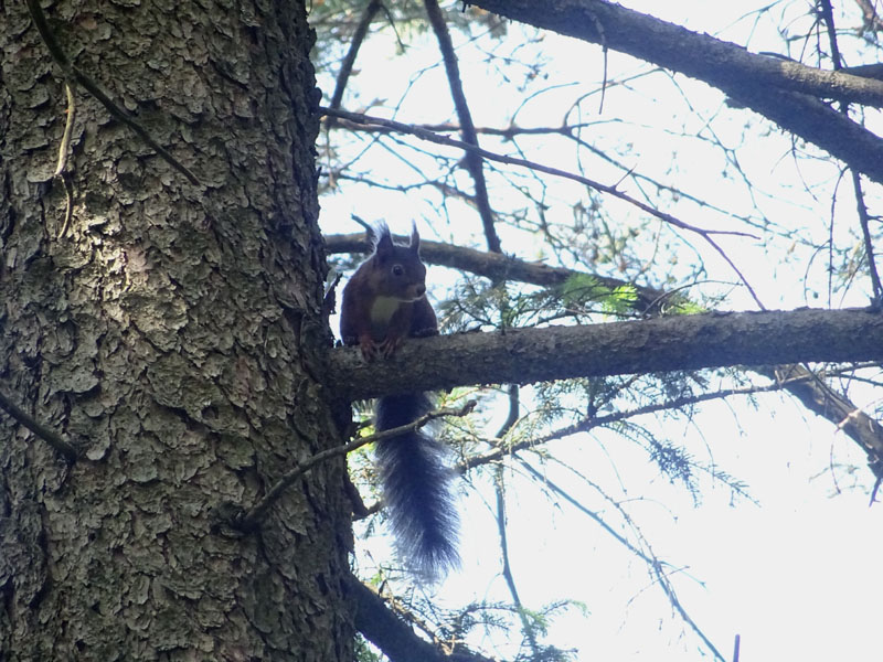 Sciurus vulgaris (TN)